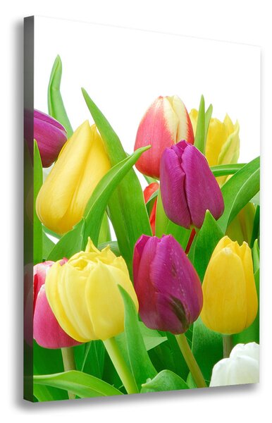 Vertikální Foto obraz na plátně Barevné tulipány ocv-12652067
