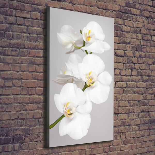 Vertikální Foto obraz na plátně Bílá orchidej ocv-133396361