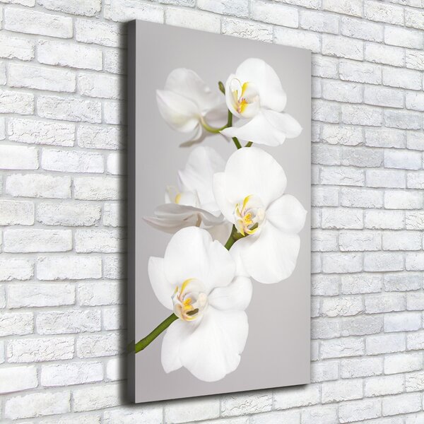 Vertikální Foto obraz na plátně Bílá orchidej ocv-133396361