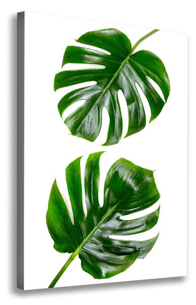 Vertikální Vertikální Foto obraz na plátně do obýváku Monstera ocv-145760830