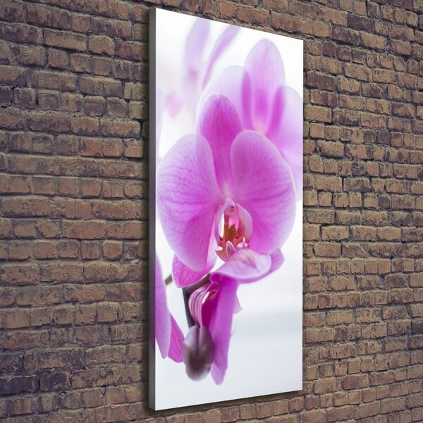 Vertikální Foto obraz na plátně Růžová orchidej ocv-178713472