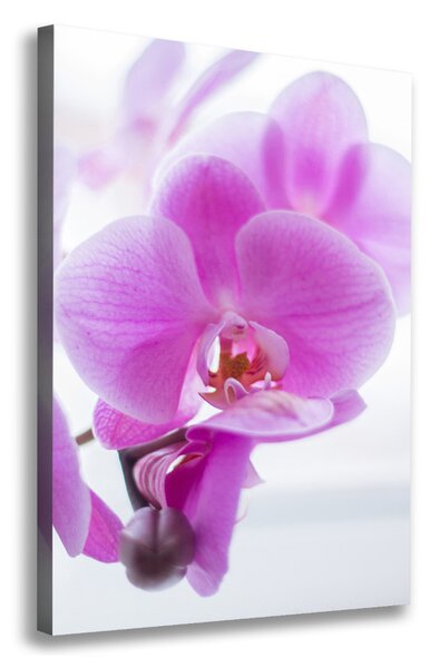 Vertikální Foto obraz na plátně Růžová orchidej ocv-178713472