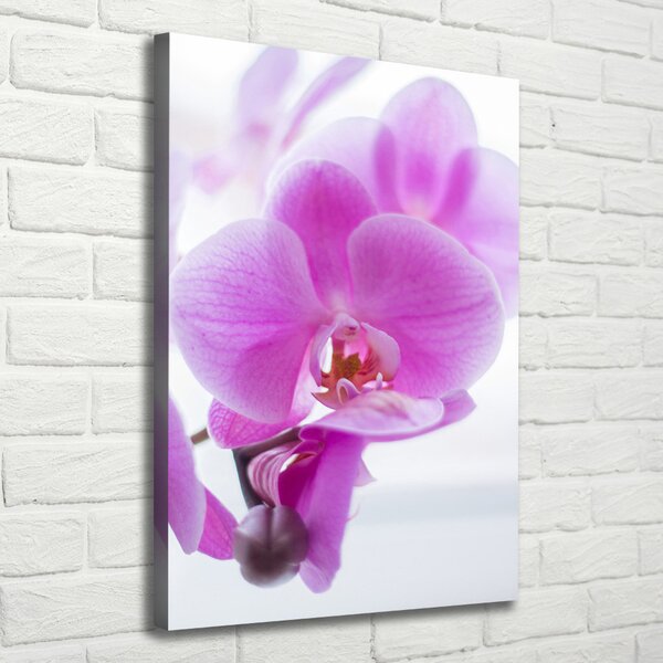 Vertikální Foto obraz na plátně Růžová orchidej ocv-178713472