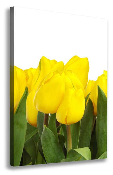 Vertikální Foto obraz na plátně Žluté tulipány ocv-2665979