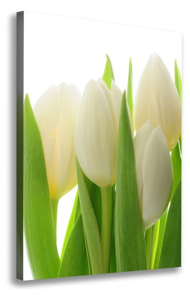 Vertikální Foto obraz na plátně Bílé tulipány ocv-28819889