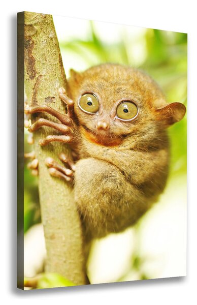 Vertikální Foto obraz canvas Nártoun celebeský ocv-29559454