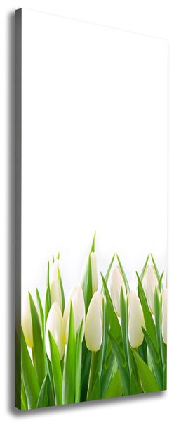 Foto-obraz canvas do obýváku Bílé tulipány ocv-30153186