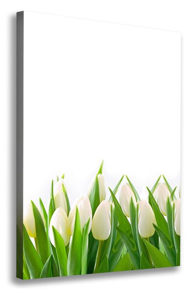 Foto-obraz canvas do obýváku Bílé tulipány ocv-30153186