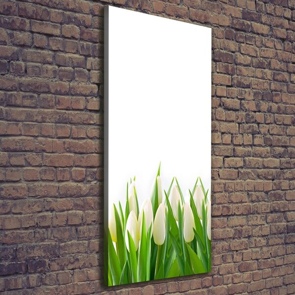 Foto-obraz canvas do obýváku Bílé tulipány ocv-30153186