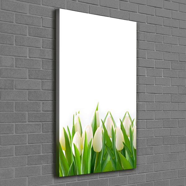 Foto-obraz canvas do obýváku Bílé tulipány ocv-30153186