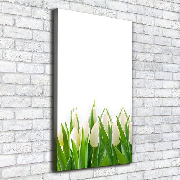 Foto-obraz canvas do obýváku Bílé tulipány ocv-30153186