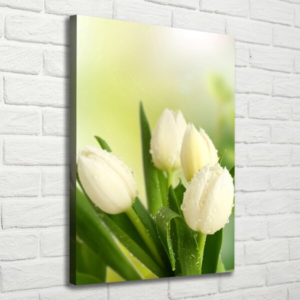 Vertikální Foto obraz na plátně Bílé tulipány ocv-34973360