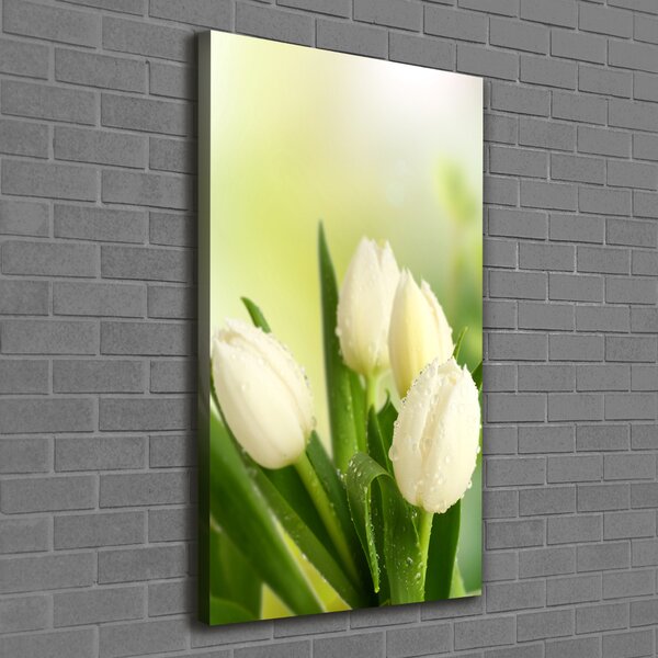 Vertikální Foto obraz na plátně Bílé tulipány ocv-34973360