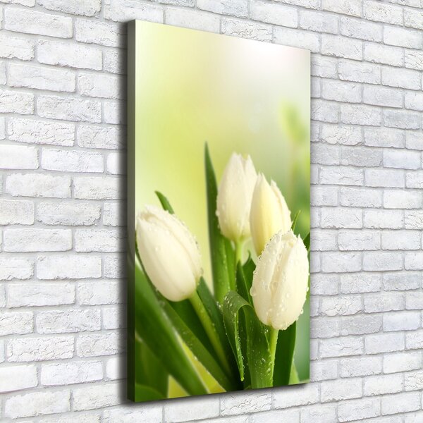 Vertikální Foto obraz na plátně Bílé tulipány ocv-34973360