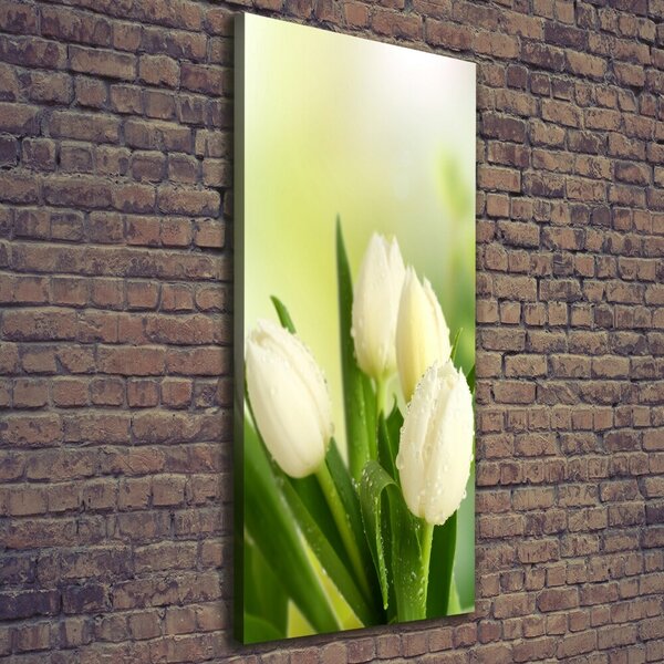 Vertikální Foto obraz na plátně Bílé tulipány ocv-34973360