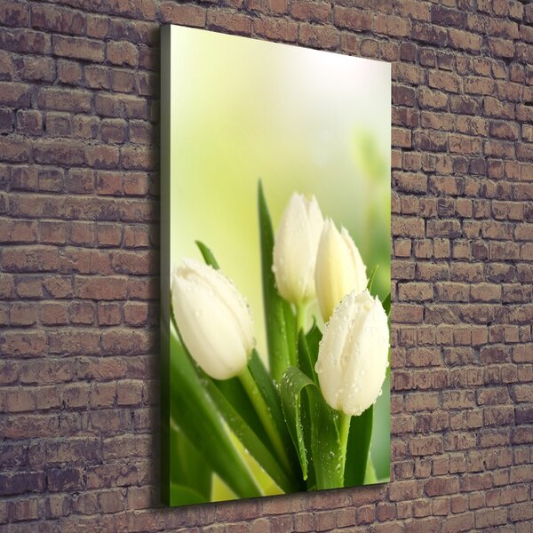 Vertikální Foto obraz na plátně Bílé tulipány ocv-34973360