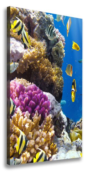 Vertikální Foto obraz canvas Korálový útes ocv-36026012