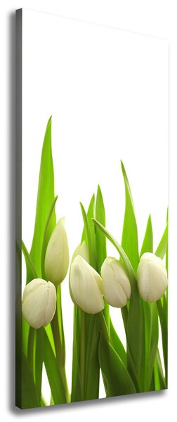 Foto-obraz canvas do obýváku Bílé tulipány ocv-40774643