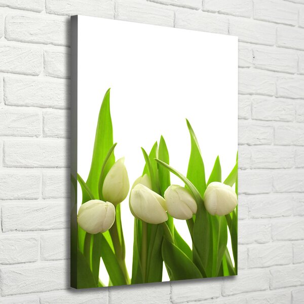 Foto-obraz canvas do obýváku Bílé tulipány ocv-40774643