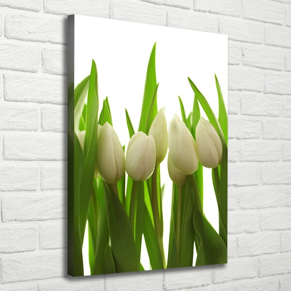 Vertikální Foto obraz na plátně Bílé tulipány ocv-40774671