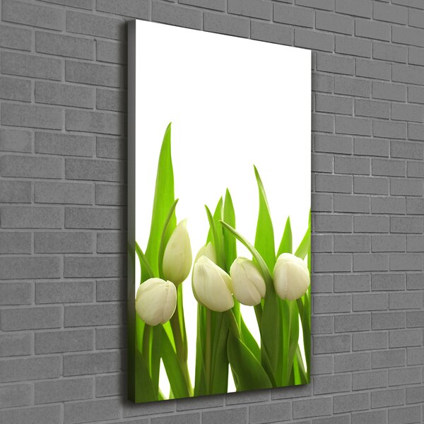Foto-obraz canvas do obýváku Bílé tulipány ocv-40774643