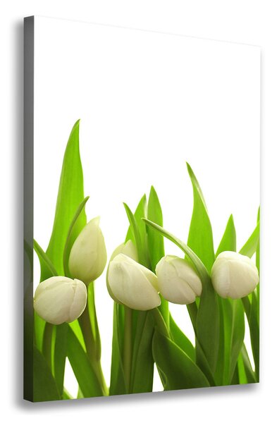 Foto-obraz canvas do obýváku Bílé tulipány ocv-40774643