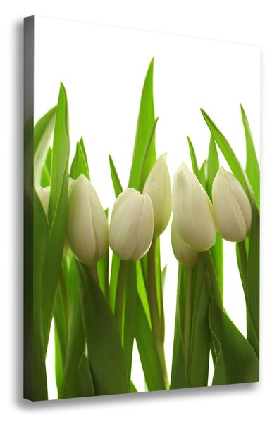 Vertikální Foto obraz na plátně Bílé tulipány ocv-40774671
