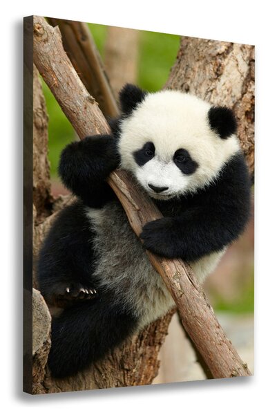 Vertikální Foto obraz na plátně Panda na stromě ocv-43324424