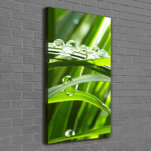 Vertikální Foto obraz canvas Stéblo trávy ocv-44303154