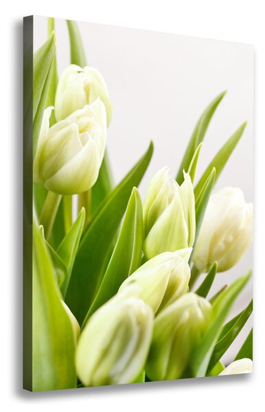 Vertikální Foto obraz na plátně Bílé tulipány ocv-48191283