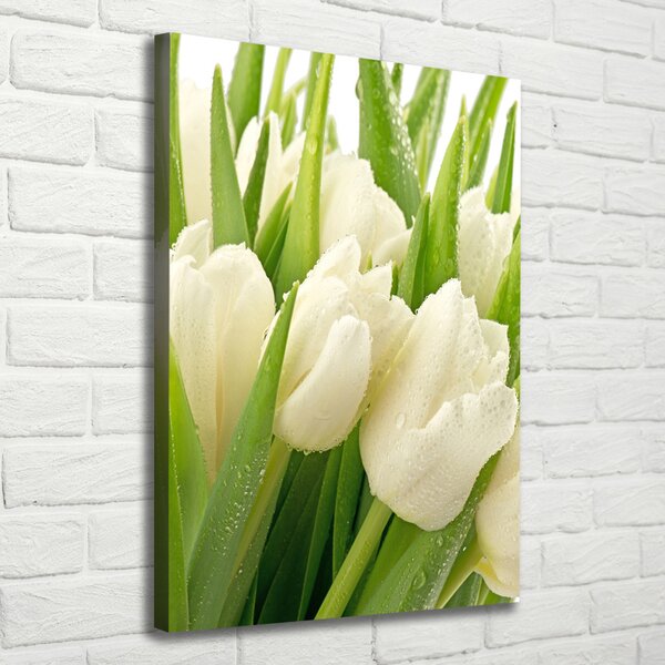 Vertikální Foto obraz na plátně Bílé tulipány ocv-49549577