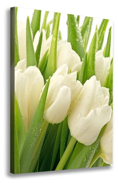 Vertikální Foto obraz na plátně Bílé tulipány ocv-49549577