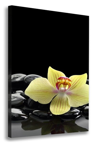 Vertikální Foto obraz na plátně Orchidej a kameny ocv-53476359