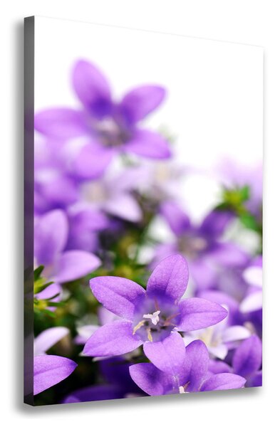 Vertikální Foto obraz na plátně Fialové zvonky ocv-61481460