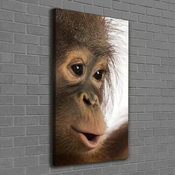 Vertikální Foto obraz na plátně Mladý orangutan ocv-61570229