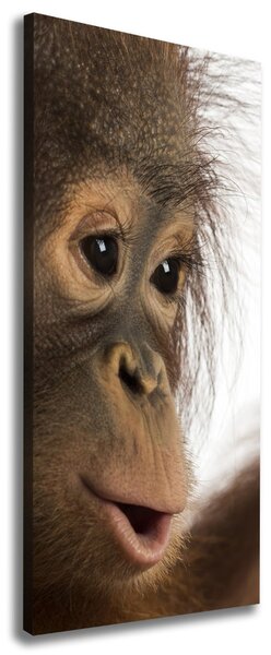 Vertikální Foto obraz na plátně Mladý orangutan ocv-61570229
