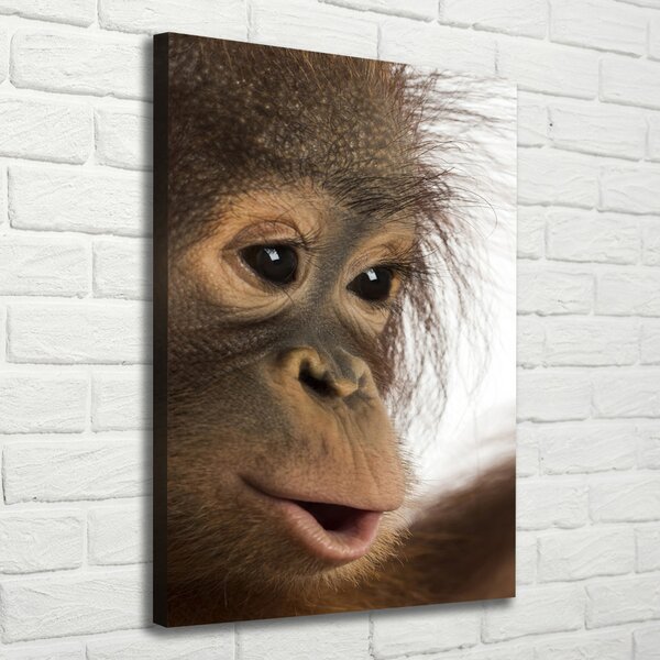 Vertikální Foto obraz na plátně Mladý orangutan ocv-61570229