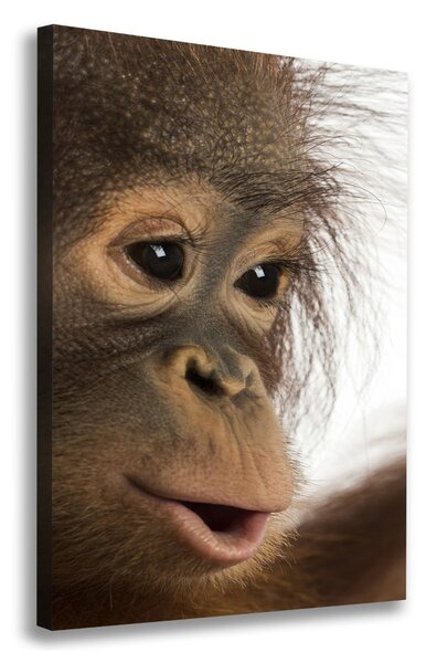 Vertikální Foto obraz na plátně Mladý orangutan ocv-61570229