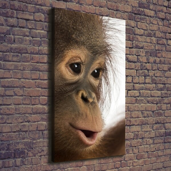 Vertikální Foto obraz na plátně Mladý orangutan ocv-61570229