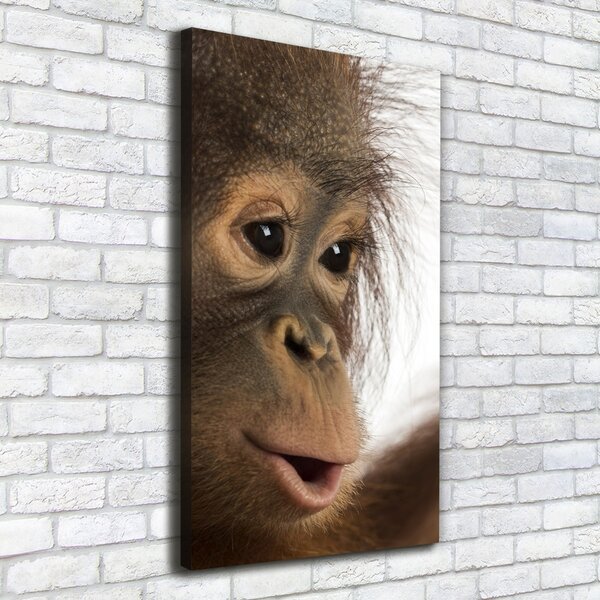 Vertikální Foto obraz na plátně Mladý orangutan ocv-61570229