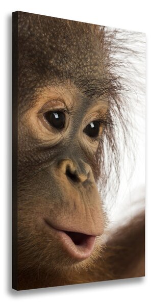 Vertikální Foto obraz na plátně Mladý orangutan ocv-61570229