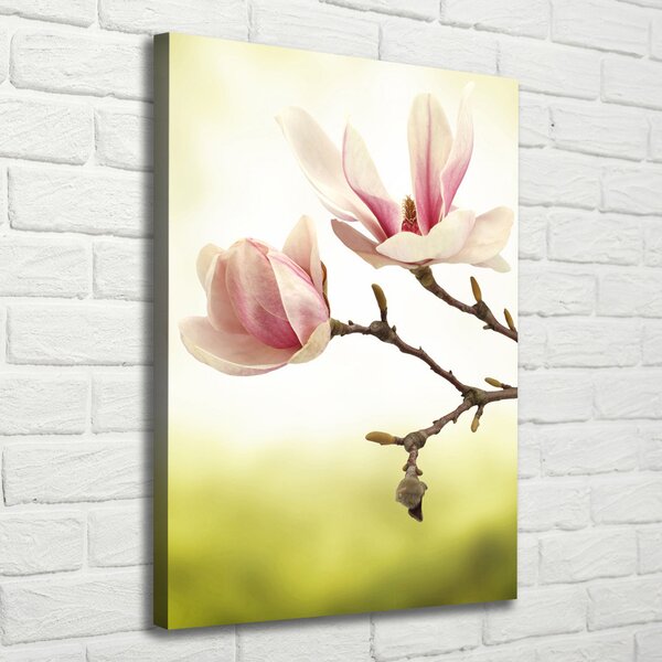 Vertikální Foto obraz na plátně Květy magnolie ocv-64406136