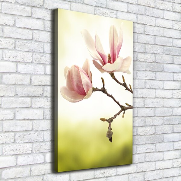 Vertikální Foto obraz na plátně Květy magnolie ocv-64406136
