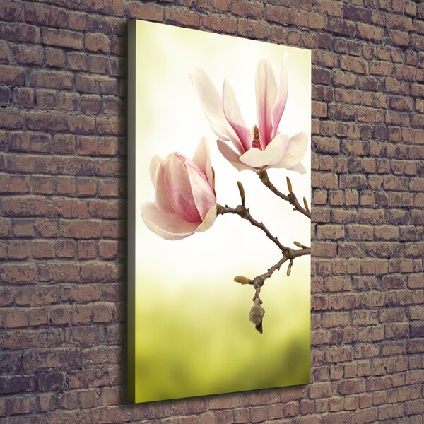 Vertikální Foto obraz na plátně Květy magnolie ocv-64406136