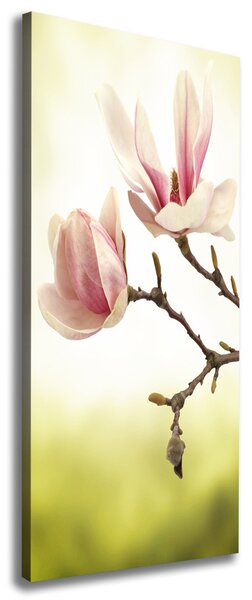 Vertikální Foto obraz na plátně Květy magnolie ocv-64406136