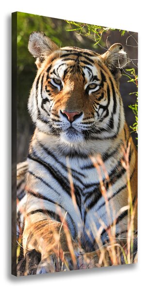 Vertikální Moderní fotoobraz canvas na rámu Tygr ocv-65374714