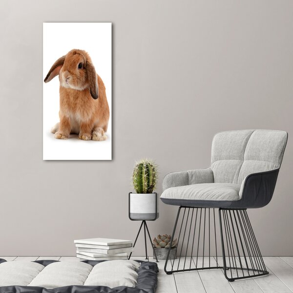 Vertikální Moderní fotoobraz canvas na rámu Králík ocv-65984756