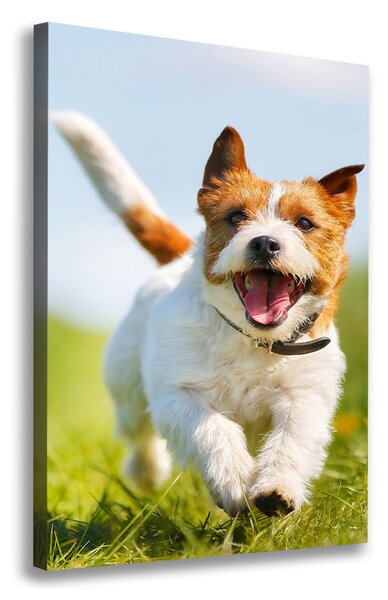 Vertikální Foto obraz na plátně Pes Jack Russell ocv-65993423