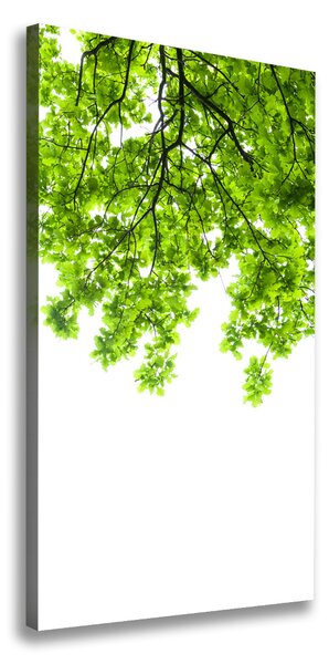Vertikální Foto obraz canvas Koruna stromů ocv-66522437