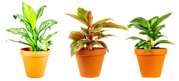 Aglaonema mix, průměr 12-14 cm Aglaonema, Spící panna